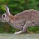 lapin