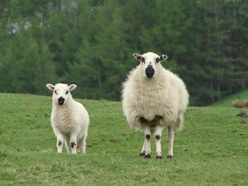 mouton laineux