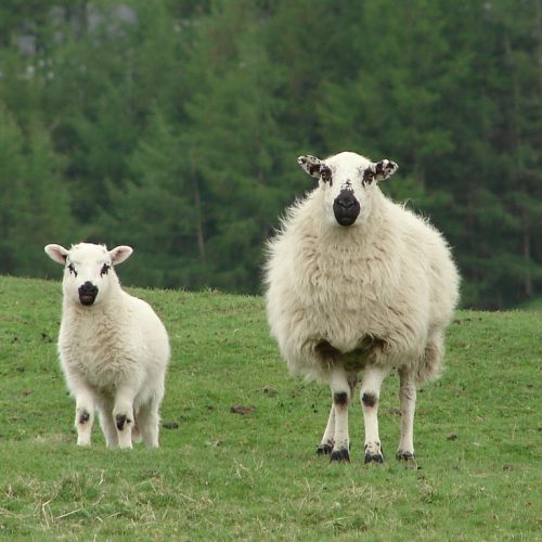 mouton laineux