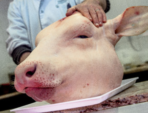 tete de veau